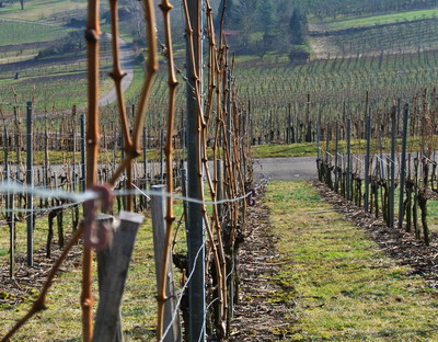 S-a propus cadrul juridic necesar pentru restructurarea si reconversia plantatiilor viticole