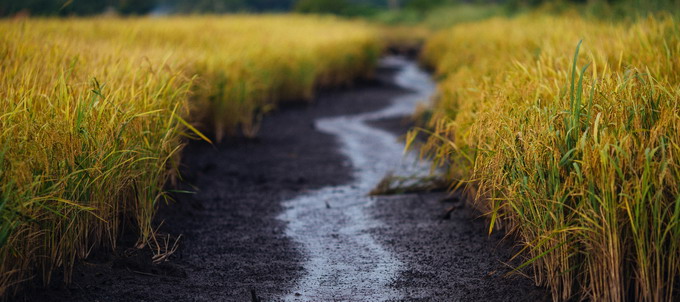 InBestSoil - protectia solului