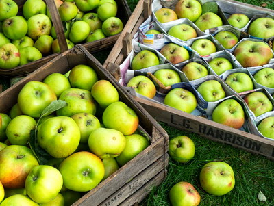 Peste 20 de milioane de euro alocate prin PNDR pentru investitii in pomicultura