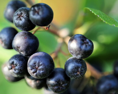 Piata globala de Aronia se asteapta sa continue trendul de crestere in 2023