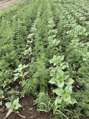 VIBALLA - canepa - Netratat