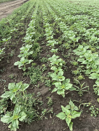 VIBALLA - canepa - tratat