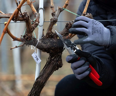 Wines of Romania a desemnat „Cel mai bun viticultor din Romania” in cadrul competitiei nationale de taiat vita de vie in uscat