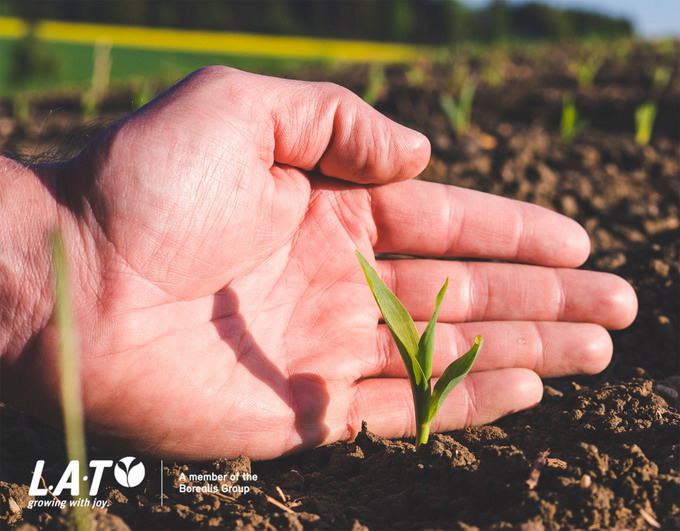 Asigurati culturii de porumb elementele nutritive de baza