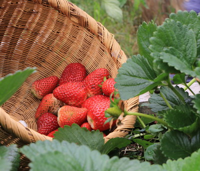 Cresterea ecologica a capsunilor