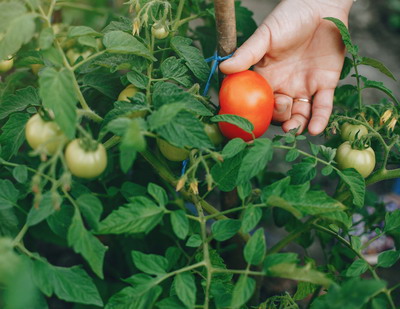 Cum sa investesti corect pentru a avea o gradina de vis