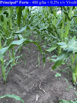 Principal Forte - test in camp