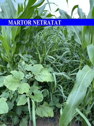 Principal Forte - test in camp - martor netratat