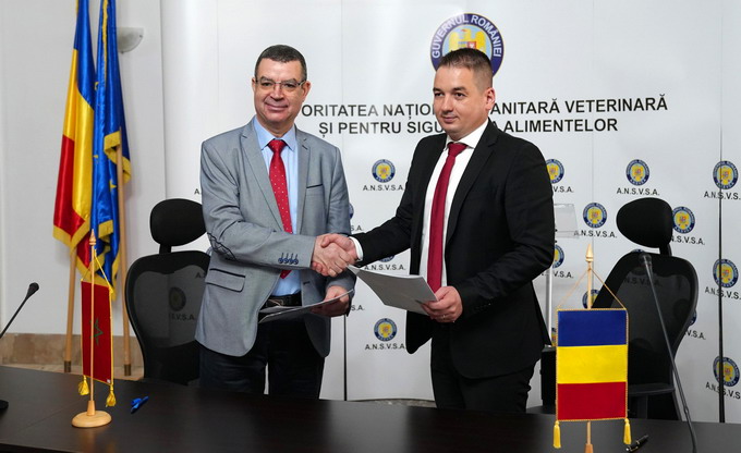 ANSVSA deschide piata marocana pentru exportul de ovine