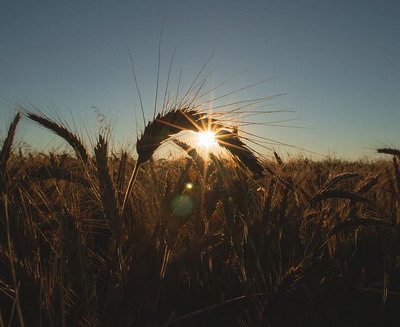 Coridoarele de solidaritate nu au ajutat nici fermierii, nici regiunile vulnerabile ale lumii