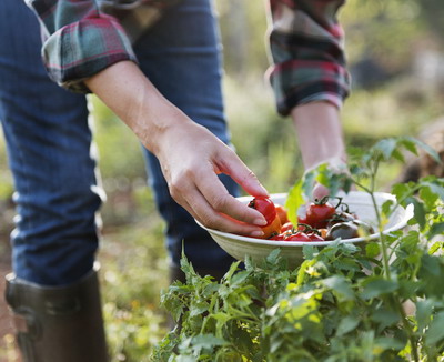 Cultivarea ecologica a rosiilor: metode si raspunsuri practice