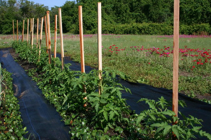 Cultivarea rosiilor ecologice - Sisteme de suport