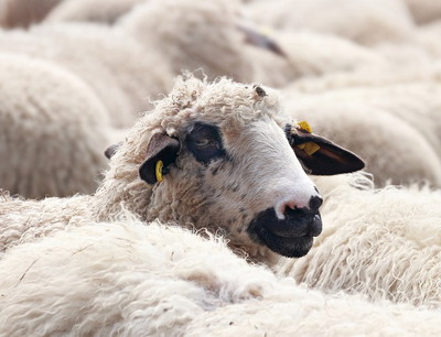 Progrese importante in exportul de ovine romanesti catre Maroc si Iordania