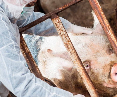 EFSA si Romania se implica pentru al patrulea an consecutiv in campania de stopare a Pestei Porcine Africane