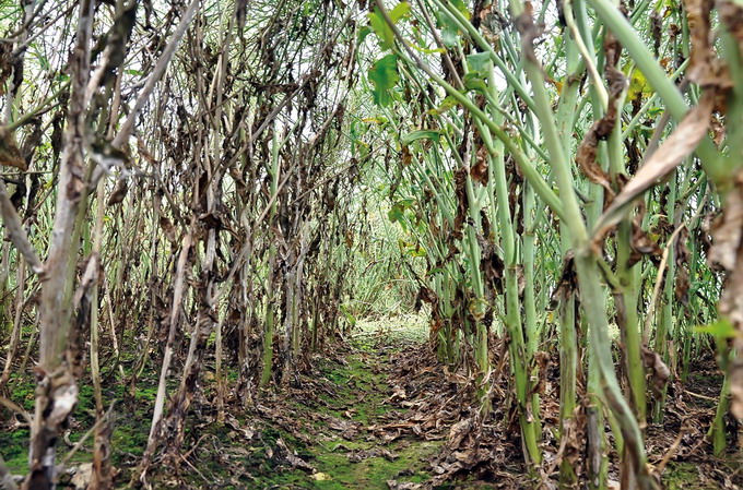 comparatie hibrizi de rapita