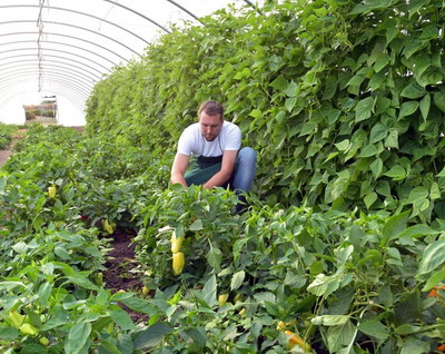 12 plante care se dezvolta cel mai bine intr-o sera de gradina
