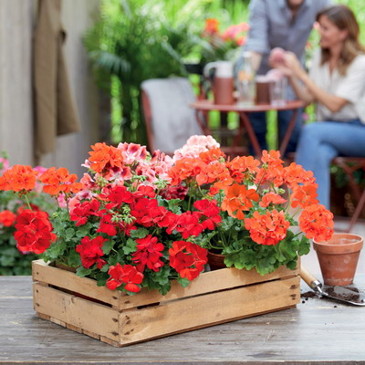 Producatorii de muscate si craciunite din Romania sunt sprijiniti de UE