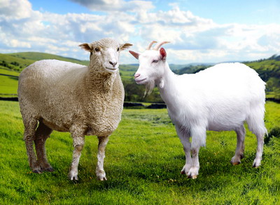 Termenul limita al adeverintelor pentru SCVZ ovine-caprine este 31 iulie 2023