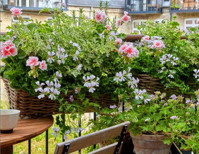 Planificarea buna este totul. Cum se descurca muscatele (aproape) fara grija