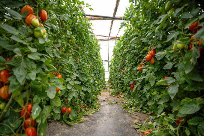 Lidl Romania sustine productia agricola locala - foto 2