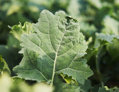 Nivelul de productie la rapita se contureaza din toamna!