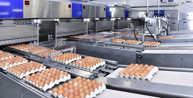 Unitate de sortare ambalare si depozitare oua finantata de AFIR cu peste 800000 de euro fonduri europene PNDR 2020