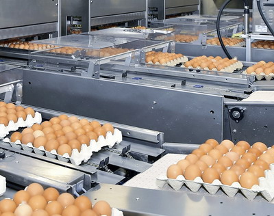 PNDR: finantare de peste 800.000 de euro pentru statie de sortare, ambalare si depozitare oua