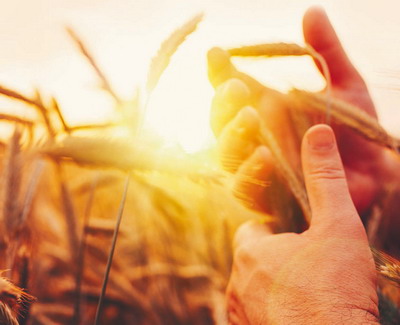 Catalogul de culturi de toamna 2023 a fost lansat si celebreaza 10 ani de cercetare a Forumului APPR