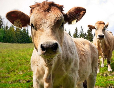 APIA realizeaza plata ajutorului pentru crescatorii de bovine