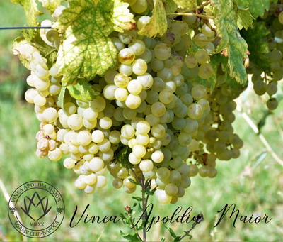 Vinea Apoldia Maior Fest 2023, la Apoldu de Sus – bucate aromate, vinuri si concert