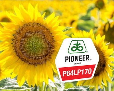 Hibridul P64LP170 – Campionul absolut la floarea soarelui