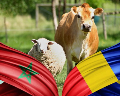 Noi oportunitati pentru export in Regatul Maroc