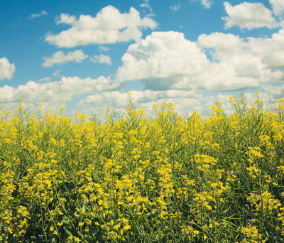 Schimbarile climatice ii determina pe fermieri sa adopte practici sustenabile