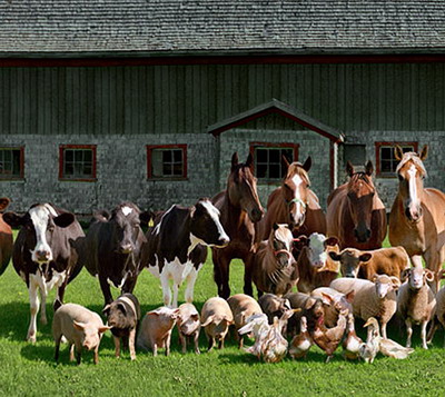 APIA primeste cereri initiale anuale de solicitare a ajutorului de stat in sectorul cresterii animalelor