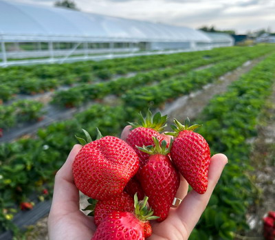 Fructe proaspete la plantatia de capsuni Sunshine Berries, sustinuta de Corteva Agriscience