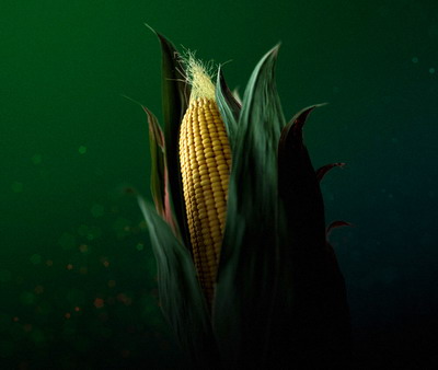 Hibrizii de porumb Pioneer – Stabilitate si Adaptabilitate