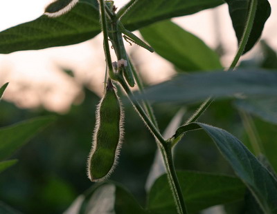 Oportunitatile noilor tehnici genomice (NGTs)
