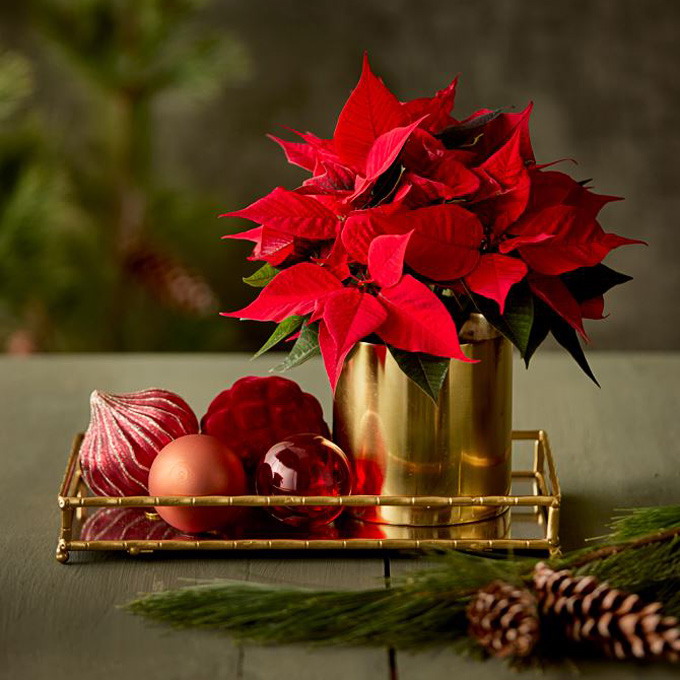 Producatorii de craciunite din Romania sunt sprijiniti de UE