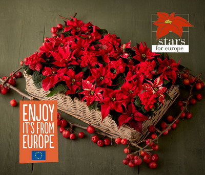 Producatorii de craciunite din Romania sunt sprijiniti de UE