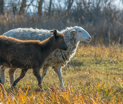Crescatorii de ovine si caprine s-au intalnit cu ministrul Agriculturii