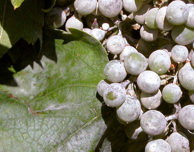 Karathane™ Gold 350 EC – protectie sigura impotriva fainarii la vita de vie si castraveti