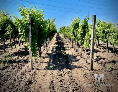 Industria viticola romaneasca s-a dezvoltat in 2023. Numarul cramelor autohtone a crescut cu peste 10%