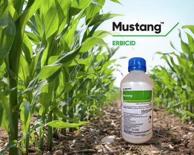 Mustang™ – erbicidul de referinta in combaterea buruienilor dicotiledonate din culturile de porumb si cereale paioase