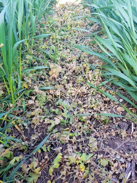 Pixxaro Super - Cereale paioase 1