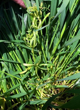 Pixxaro Super - Cereale paioase 2