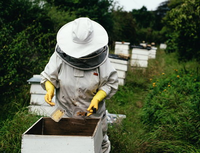 Sprijin financiar pentru apicultori