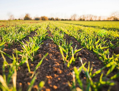 Cum a afectat digitalizarea agricultura?