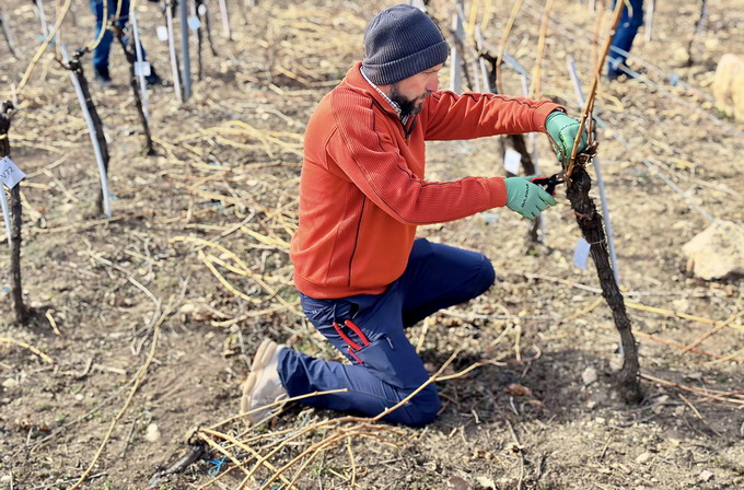 Castigator Concurs viticultura 2024
