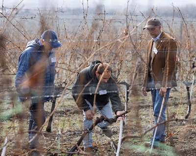 Castigatorii concursului „Cel Mai Bun Viticultor din Romania – 2024”