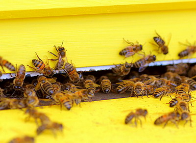 Se depun Cererile de plată pentru sectorul apicol 2024